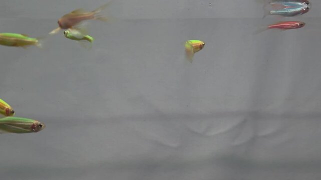 Close up view of longfin danio fish group displaying vivid red yellow and green colors in clean aquatic environment