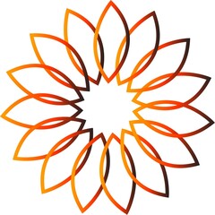 orange flower isolated on white