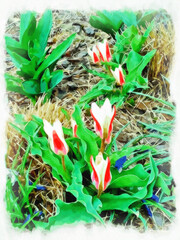 Watercolor floral painting. Digital Drawing-illustration. Watercolor painting flower-bed with tulips. Springtime landscape with flowers tulip. Natural landscape.