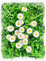 Watercolor floral painting. Digital Drawing-illustration. Meadow with white marguerite. Springtime landscape with daisy flowers. Natural landscape.