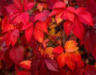 Vibrant autumn leaves