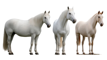 Fototapeta premium White Horses: A trio of majestic white horses, exuding elegance and strength, stand gracefully, their pristine coats illuminated.