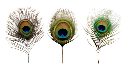 Obraz premium Vivid Peacock Feathers Display: Detailed image of three radiant peacock feathers, each showcasing vibrant colors and intricate patterns, evoking a sense of exotic beauty.