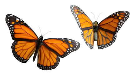 Naklejka premium Monarch Butterflies Duo: Two vibrant monarch butterflies with outstretched wings present their delicate orange and black patterns in a symmetrical display of insect elegance.