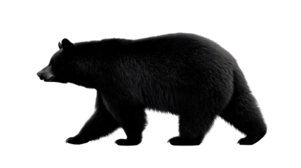 Black Bear Silhouette: A striking monochrome depiction of a robust black bear in full stride, its imposing physique showcased in a dynamic pose, emphasizing its natural strength.
