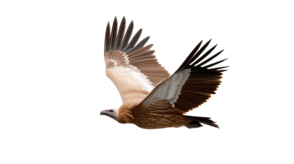 Soaring Vulture in Flight: The majestic vulture glides gracefully in mid-air, a symbol of power, freedom, and nature's enduring beauty. A captivating moment captured against a clean background.