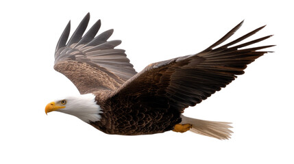 Obraz premium Majestic Eagle in Flight: An American Bald Eagle soars with outstretched wings against a blue sky, a symbol of strength and freedom. Capturing the essence of power, determination.