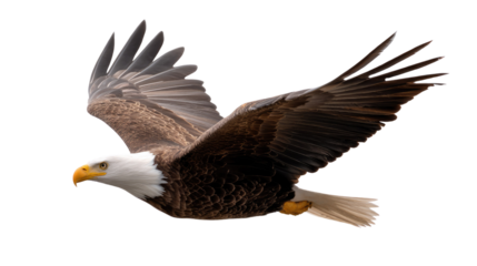Majestic Eagle in Flight: An American Bald Eagle soars with outstretched wings against a blue sky, a symbol of strength and freedom. Capturing the essence of power, determination.