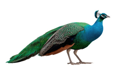 Fototapeta premium Majestic Peacock: Capturing the vibrant beauty of a peacock with its iridescent plumage and intricate patterns, a stunning visual representation of nature's artistry.