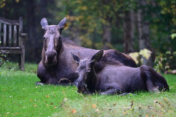 Two Moose Resting in the Fall