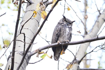 Juvenile Great Horned Owl in a Tree
