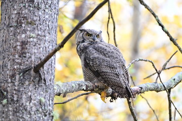 Juvenile Great Horned Owl