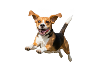 Happy beagle dog running isolated on transparent background