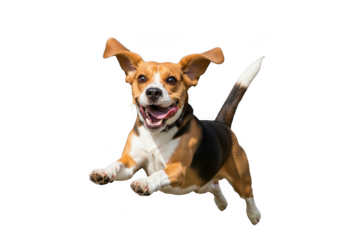 Happy beagle dog running isolated on transparent background