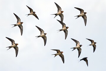 Obraz premium Flock of Barn Swallows Flying Isolated on White