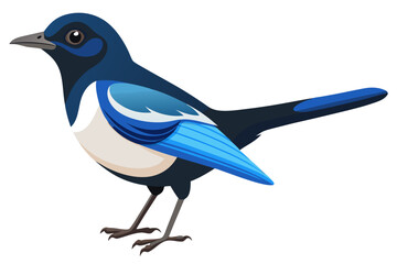 Obraz premium Oriental magpie robin on white background