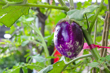 Ready to harvest fresh purple eggplant growing in the garden. Food ingredients