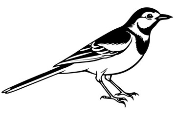 Fototapeta premium white wagtail bird