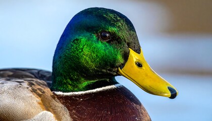 A male duck's vibrant, iridescent green head