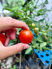 Close up of freshly picked tomatoes from the garden