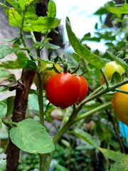 Close up of tomato plants growing in a home garden