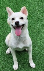 Happy white dog standing on green grass with tongue out, looking directly at the camera with a playful and cheerful expression.
