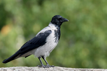 Hooded crow