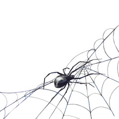 Spider on cobweb with long thin legs, hand painted in watercolor shades of black and grey square frame. Detailed realistic illustration isolated from background. Perfect for Halloween card, biology