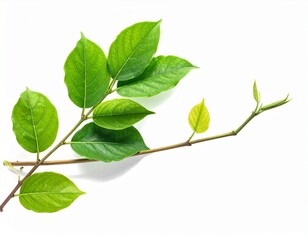 Vibrant green leaves on a fresh branch with new growth symbolize nature's renewal and healthy vitality on a clean white background, inspiring freshness.