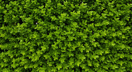 Obraz premium Small green leaves texture background with natural pattern, eco wall ornamental plant and organic tropical nature design.