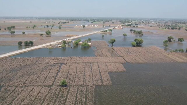 Floodwater damaged rice (paddy) crops in Multan, Pakistan, after the recent monsoon floods.