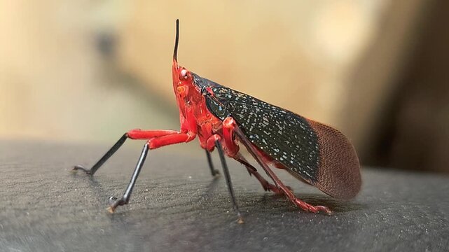 Kalidasa albiflos is a species of planthopper in the family Fulgoridae found in India. It was previously known as Kalidasa lanata, India