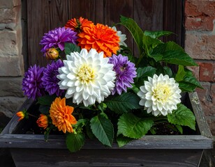 Colorful Dahlia Flowers in Wooden Box.