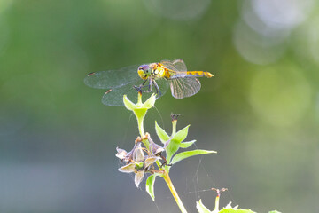 Close up beautiful dragonfly on the green branch. Blurry vegetable background. Natural style.