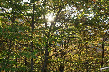 Golden autumn of the Caucasus Mountains