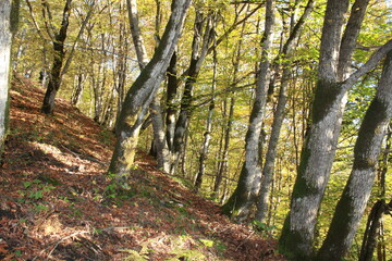 Golden autumn of the Caucasus Mountains