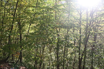 Golden autumn of the Caucasus Mountains