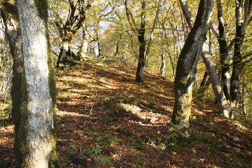 Golden autumn of the Caucasus Mountains