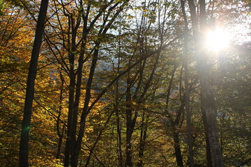 Golden autumn of the Caucasus Mountains