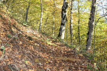 Obraz premium Golden autumn of the Caucasus Mountains