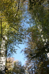 Fototapeta premium Golden autumn of the Caucasus Mountains