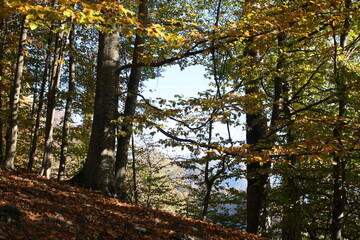 Obraz premium Golden autumn of the Caucasus Mountains