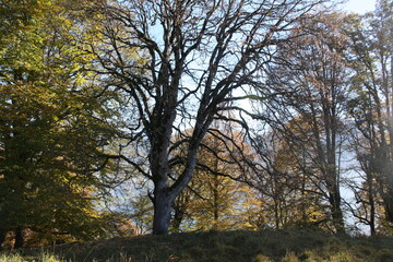 Golden autumn of the Caucasus Mountains