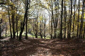 Obraz premium Golden autumn of the Caucasus Mountains