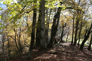 Obraz premium Golden autumn of the Caucasus Mountains