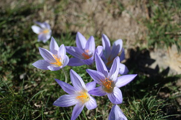 Golden autumn of the Caucasus Mountains