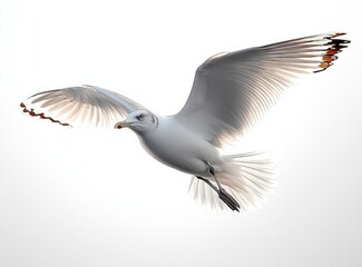 Fototapeta premium white seagull in mid-flight with wings fully spread against a bright sky, showing detailed feathers and a focused gaze