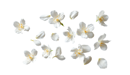 White blossoms scattered on a transparent background