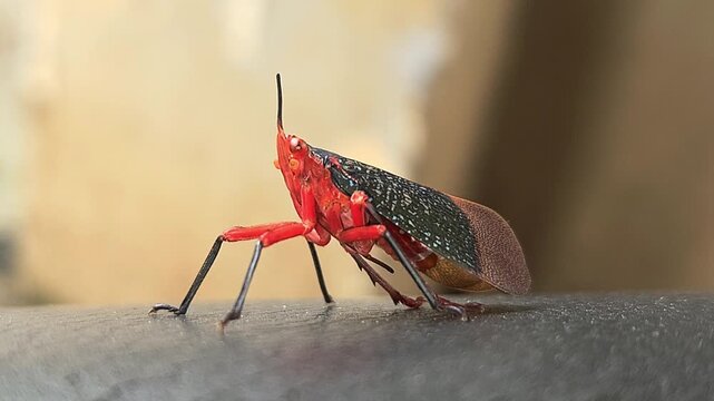 Kalidasa albiflos is a species of planthopper in the family Fulgoridae found in India. It was previously known as Kalidasa lanata, India