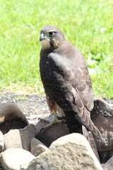 Falcon bird of prey New Zealand 